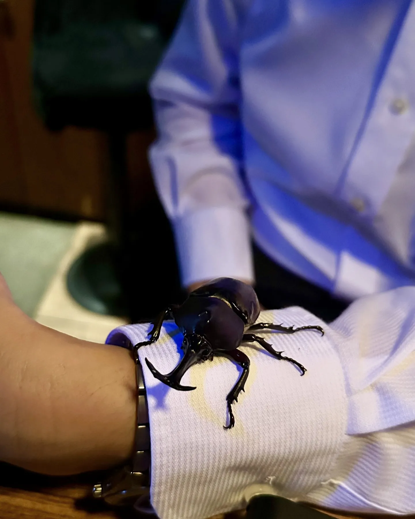 先週の金曜日🌟カブトムシの差し入れ